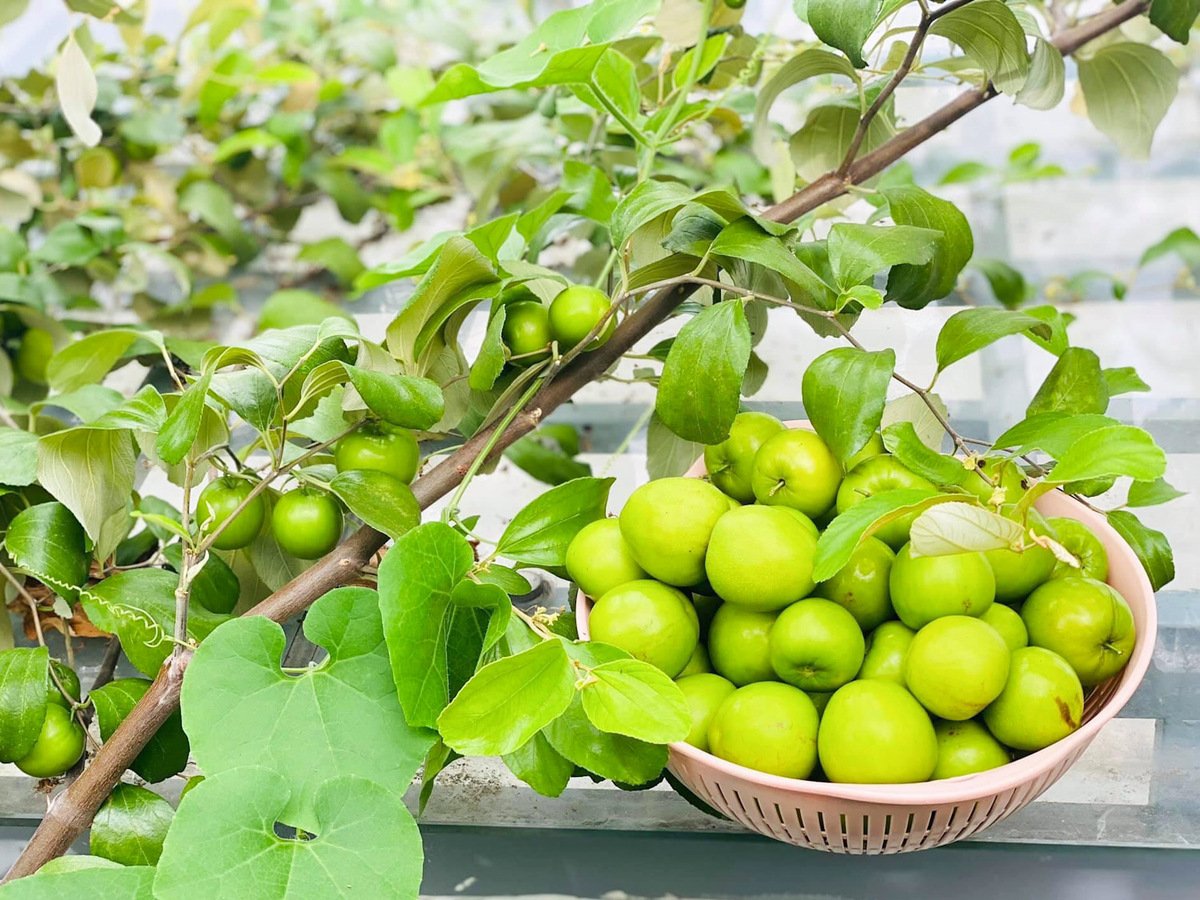 Khu vườn đủ cây trái trên sân thượng nhà cô giáo - Ảnh 1.