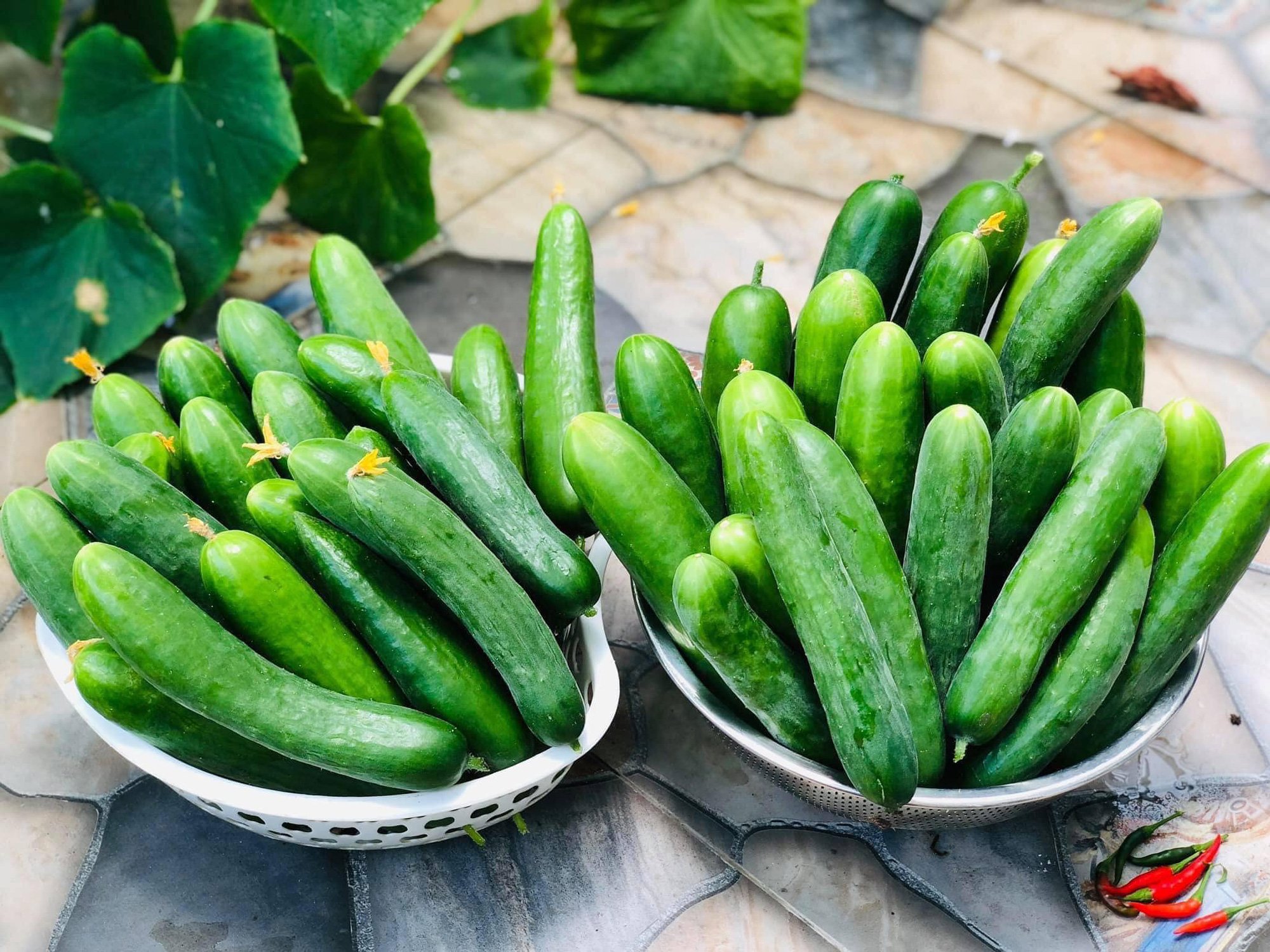 Khu vườn đủ cây trái trên sân thượng nhà cô giáo - Ảnh 9.