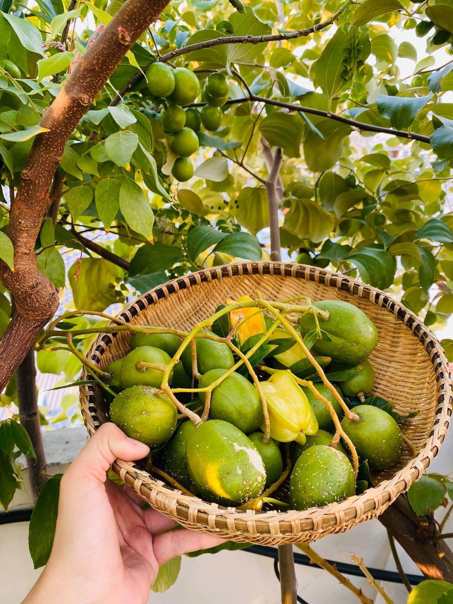 Khu vườn đủ cây trái trên sân thượng nhà cô giáo - Ảnh 11.