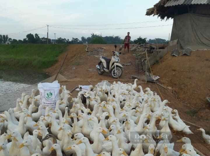 Giá gia cầm hôm nay 24/9: Giá gà công nghiệp giảm mạnh, giá vịt thịt ba miền neo ở mức cao - Ảnh 2.