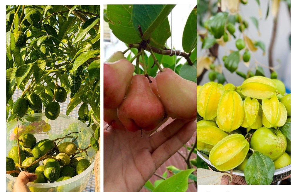 Khu vườn đủ cây trái trên sân thượng nhà cô giáo - Ảnh 3.