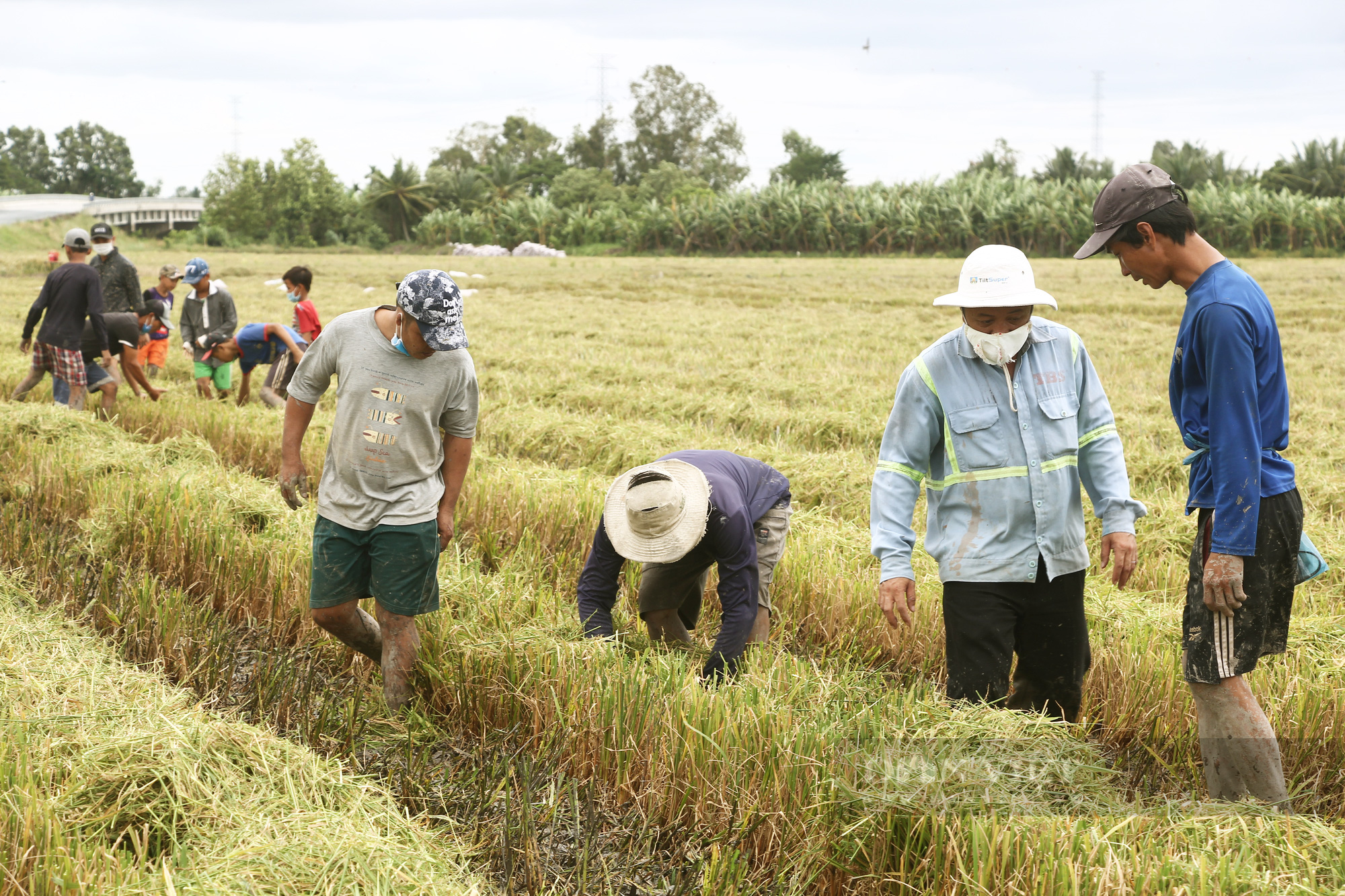 Thanh niên Cần Thơ rủ nhau đi bắt chuột đồng mùa thu hoạch lúa Thu Đông 2021 - Ảnh 5.