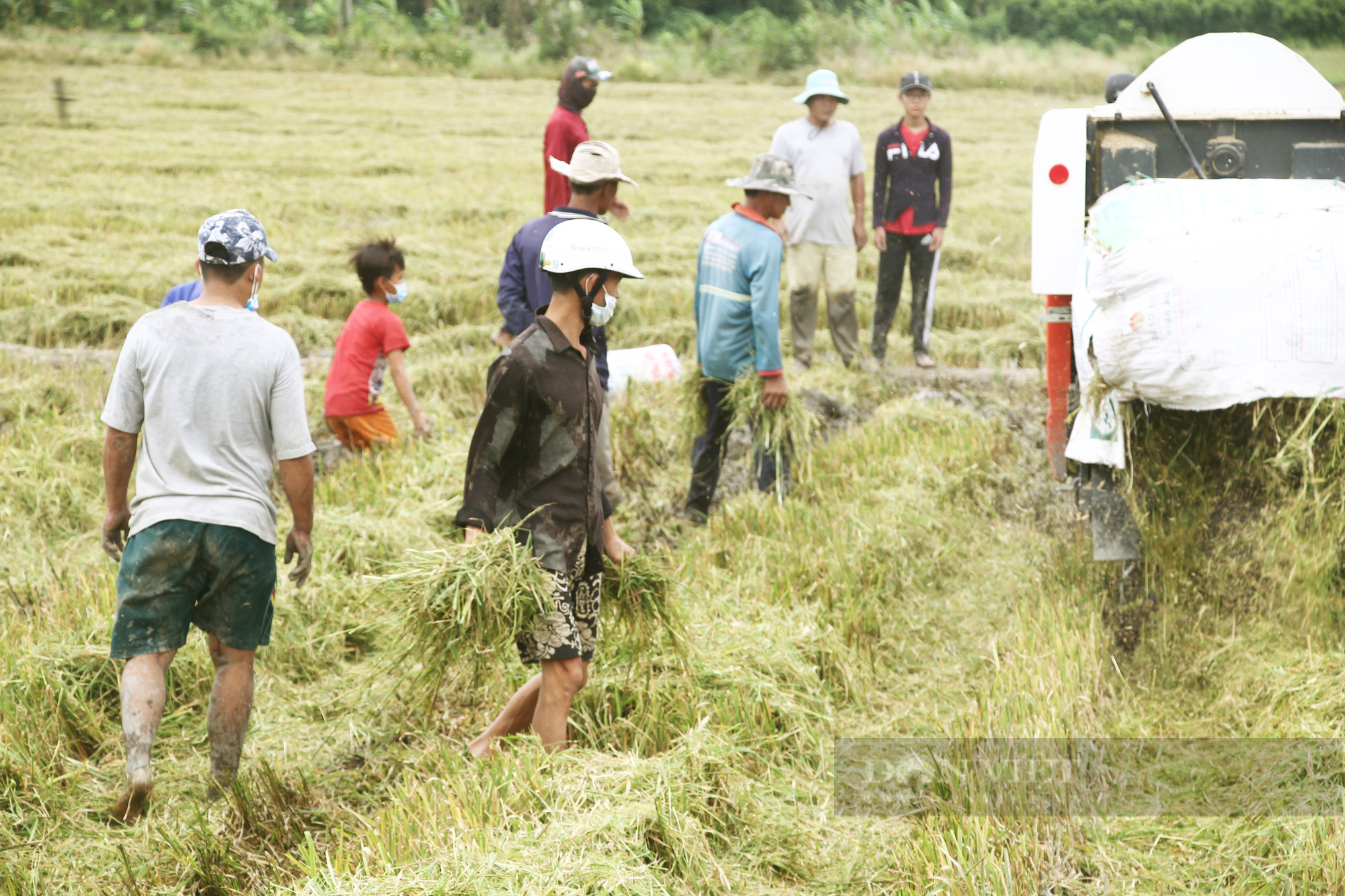 Thanh niên Cần Thơ rủ nhau đi bắt chuột đồng mùa thu hoạch lúa Thu Đông 2021 - Ảnh 6.