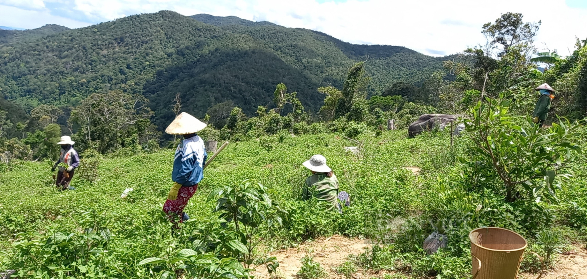 Ngang nhiên 'xâu xé' đất rừng phòng hộ giáp ranh Bình Định - Gia Lai… làm 'của riêng' - Ảnh 3.