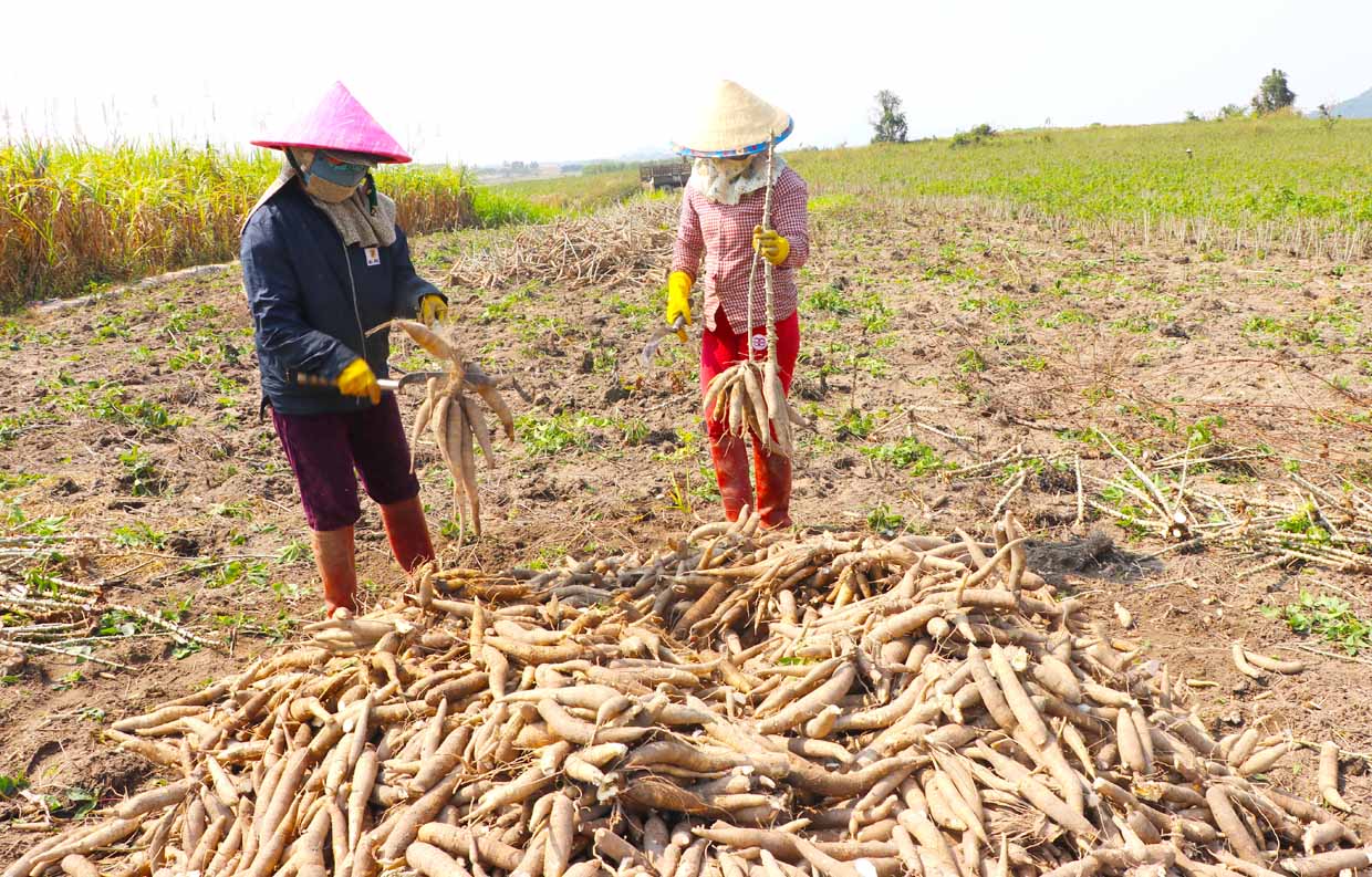 Trung Quốc vẫn mua, một loại nông sản của Việt Nam tăng trưởng đều - Ảnh 1.