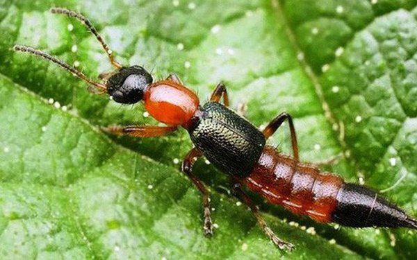 7 loại cây cảnh giúp đuổi kiến ba khoang hiệu quả, nhà cửa lại thơm nức - Ảnh 1.