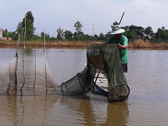 Nước lũ đã tràn vô đồng ở tỉnh Đồng Tháp, An Giang rồi, cá linh, chuột đồng nhiều hay ít, bán giá bao nhiêu? - Ảnh 1.