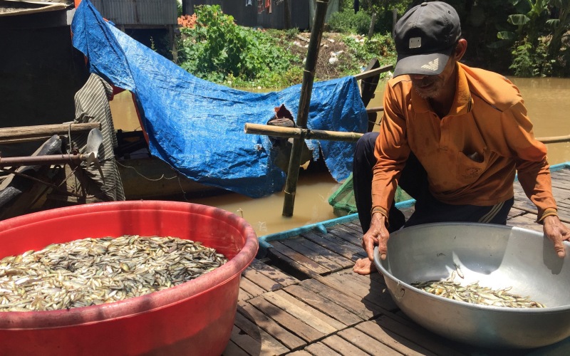 An Giang: Chưa năm nào thấy cá linh ít như năm nay, ở rốn cá còn ít thế này thì nơi khác sao nhiều được - Ảnh 1.
