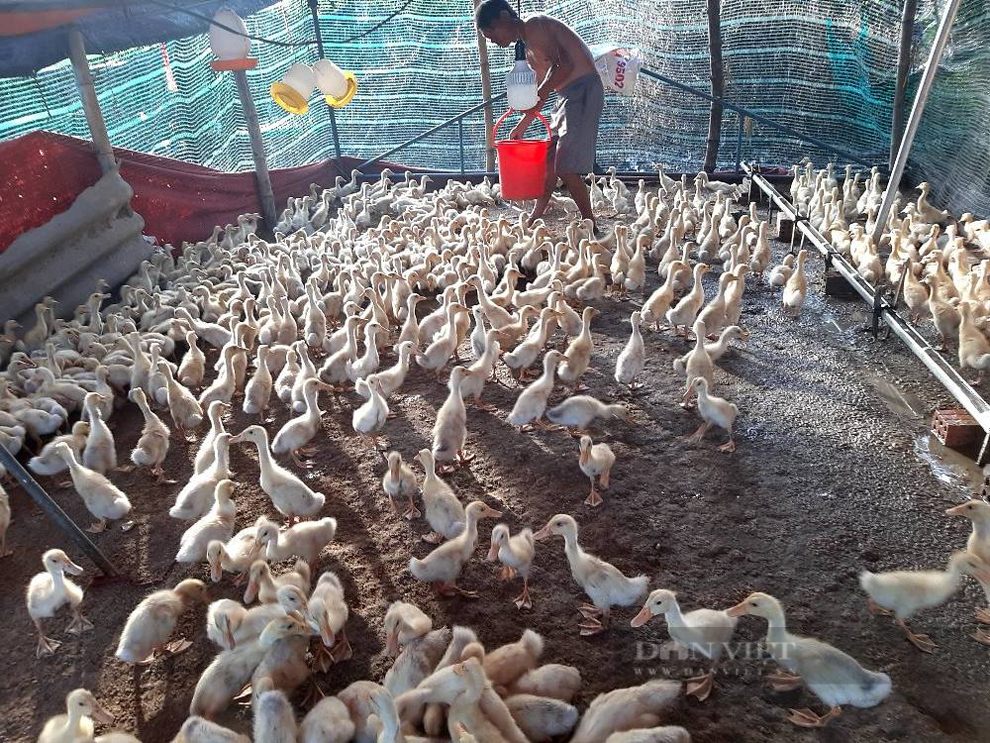 Giá gia cầm hôm nay 28/9: Người nuôi bị lái lừa tráo hàng, gà, vịt được giá vẫn thua lỗ nặng - Ảnh 1.