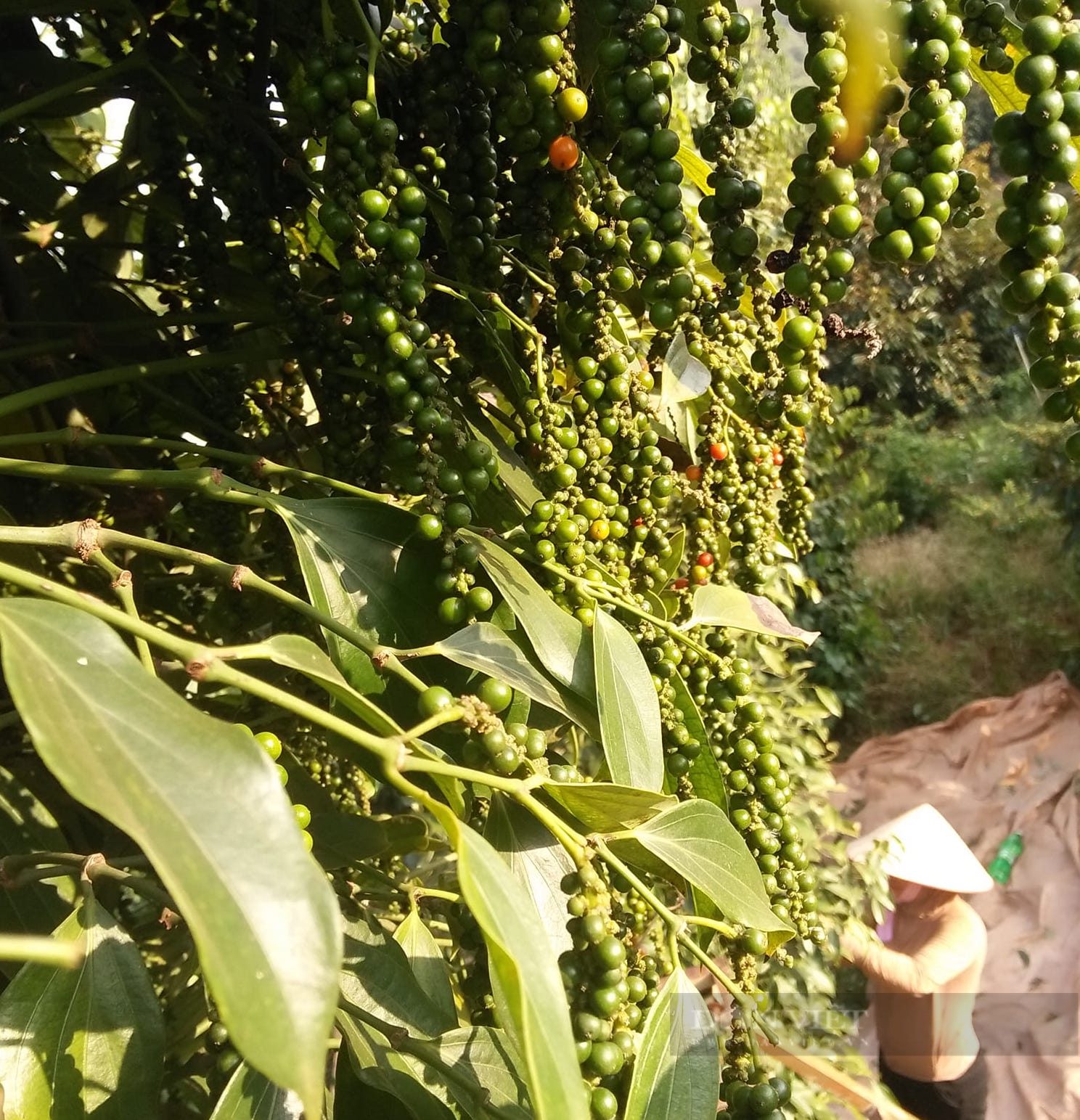 Giá tiêu hôm nay 29/9: Dự báo “sốc” về giá tiêu cuối năm, chuyên gia cảnh báo điều gì? - Ảnh 1.