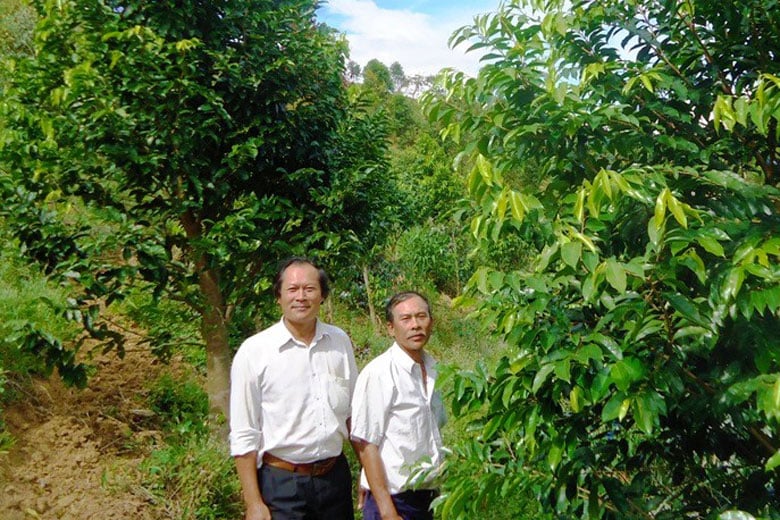 Lâm Đồng: Lạ, trồng cây gió bầu thành rừng bạt ngàn, cho cây sầu riêng, trà dây vô ở chung, doanh thu 3 trong 1 - Ảnh 1.