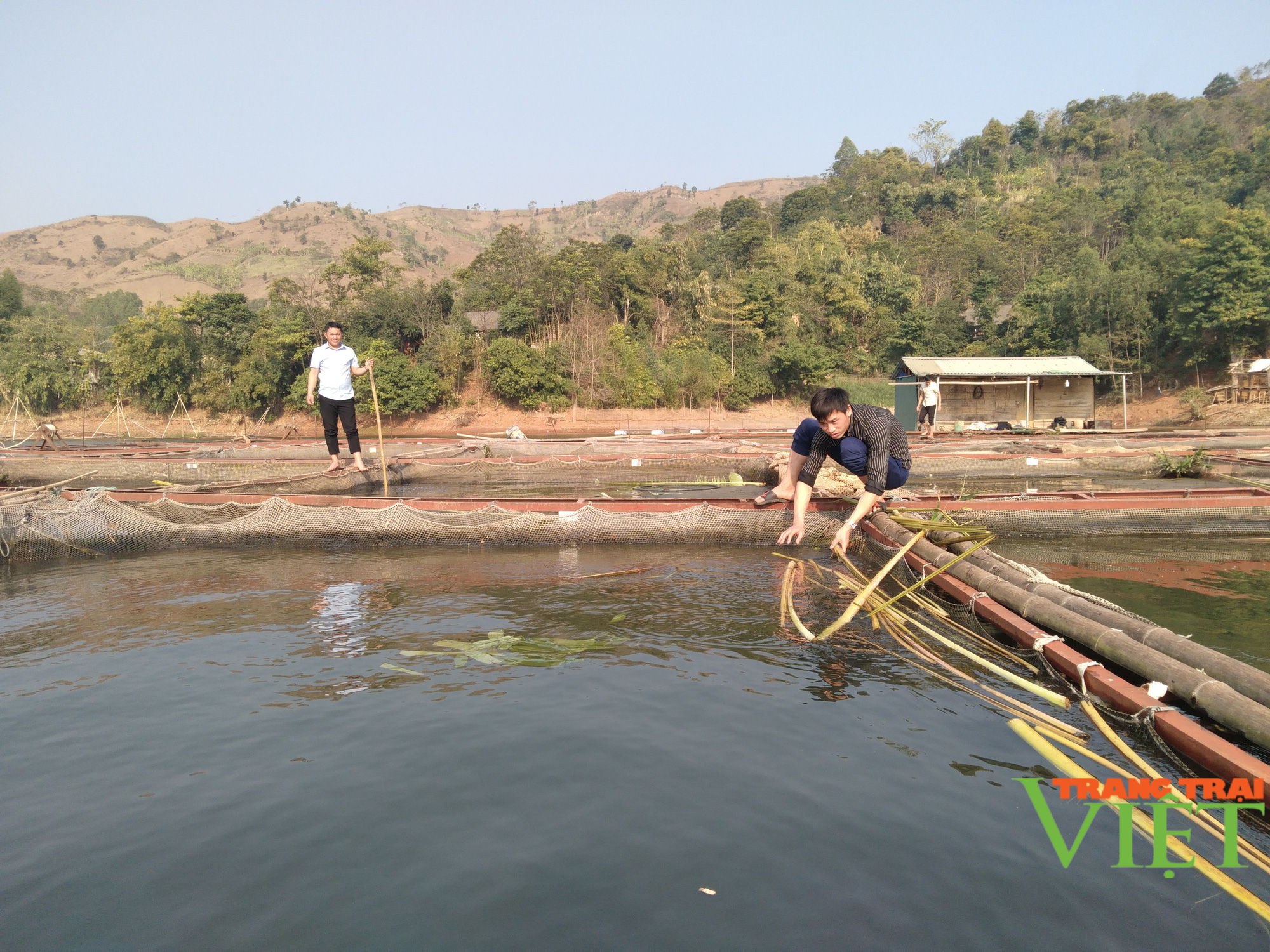 Nuôi cá lồng trên lòng hồ thủy điện Sơn La, người dân bản Ít có thu nhập ổn định - Ảnh 4. Nuôi cá lồng trên lòng hồ thủy điện Sơn La, người dân bản Ít có thu nhập ổn định - Ảnh 4.