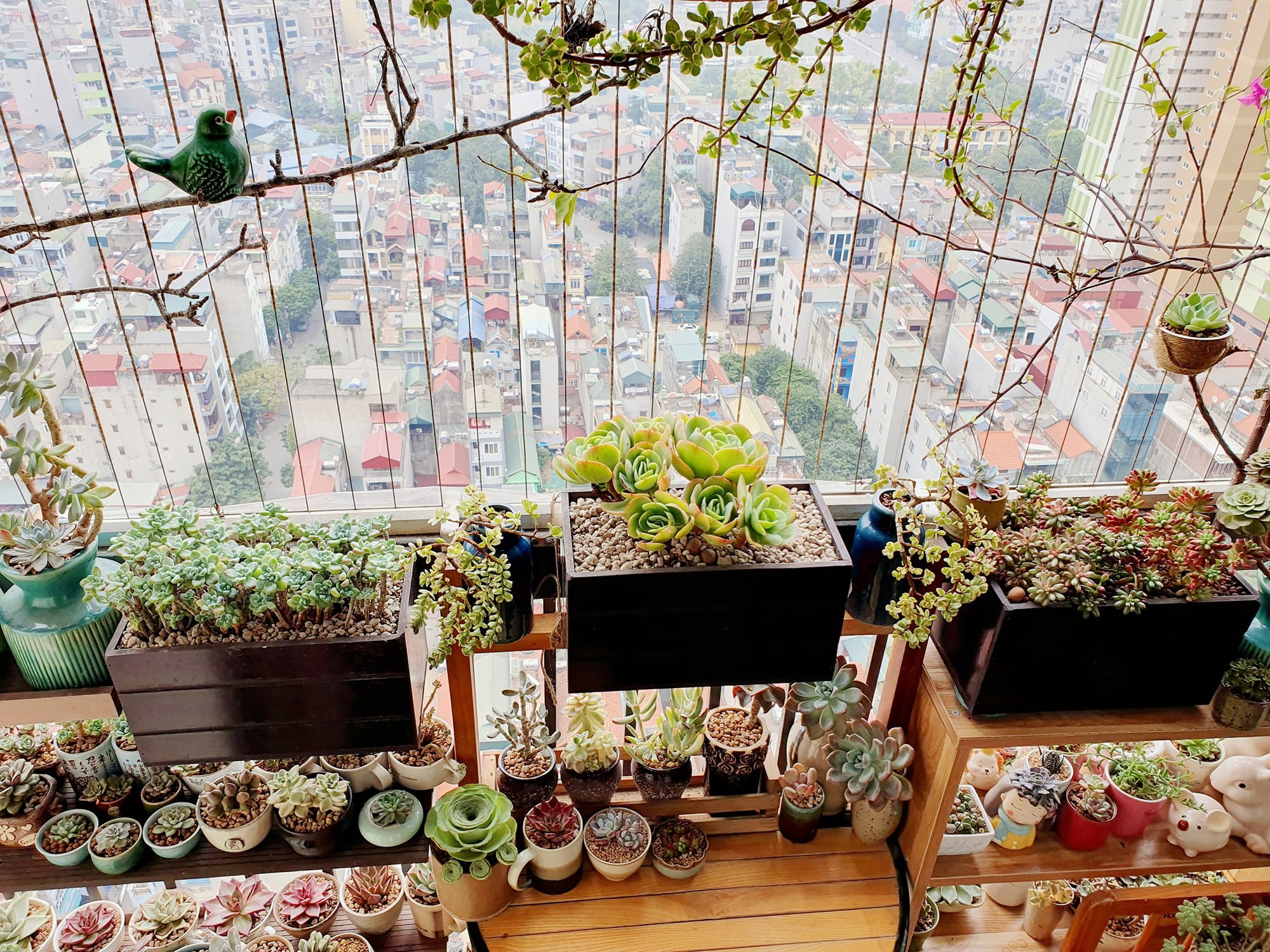 Góc ban công 6m² an yên với sen đá bà mẹ Hà  - Ảnh 1.