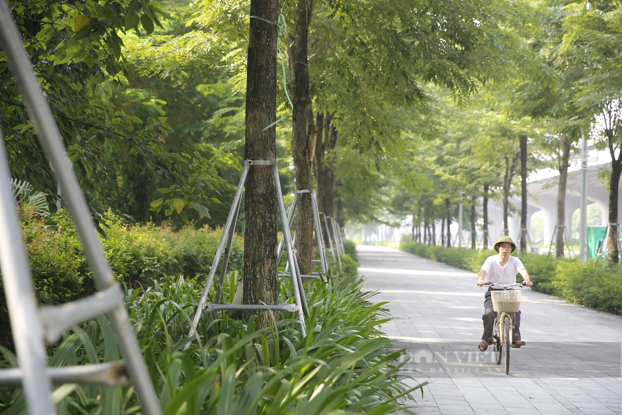 Xót xa hàng cây đang tuổi sinh trưởng bị &quot;gông cùm&quot; đến mức &quot;chảy máu&quot; - Ảnh 5.