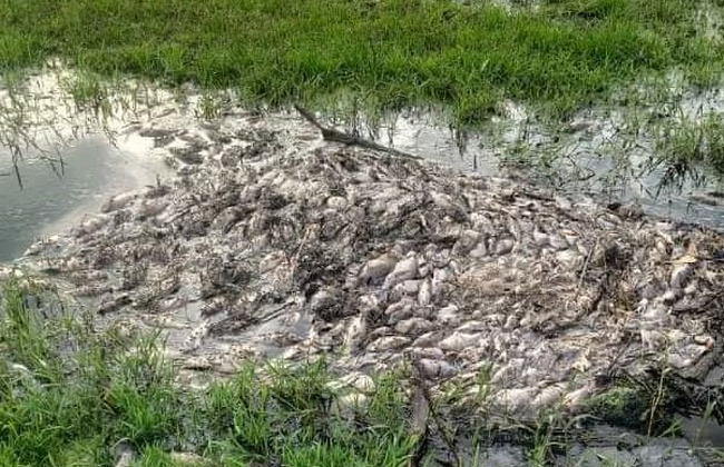 Vụ cá chết hàng loạt cạnh khu công nghiệp ở TT-Huế: Lộ diện doanh nghiệp “bức tử” môi trường  - Ảnh 1.
