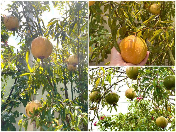 Nhà đẹp của sao: MC Quyền Linh gây &quot;choáng&quot; vì sở hữu vườn hồng rực rỡ, cây trái sai trĩu quả - Ảnh 3.