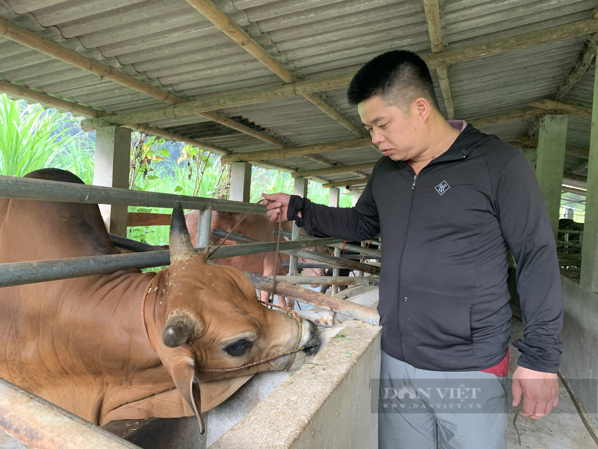 Bắc Kạn: &quot;Chơi lớn&quot;, nông dân Giàng Văn Tiến lời cả tỷ đồng mỗi năm nhờ buôn bán và vỗ béo trâu, bò - Ảnh 4.