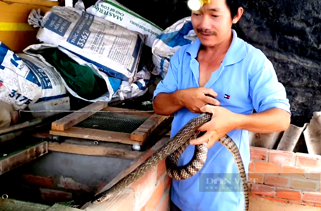 Tiền Giang: Bắt rắn trong Sách đỏ đẻ lấy trứng xuất khẩu, anh nông dân làm giàu - Ảnh 1.