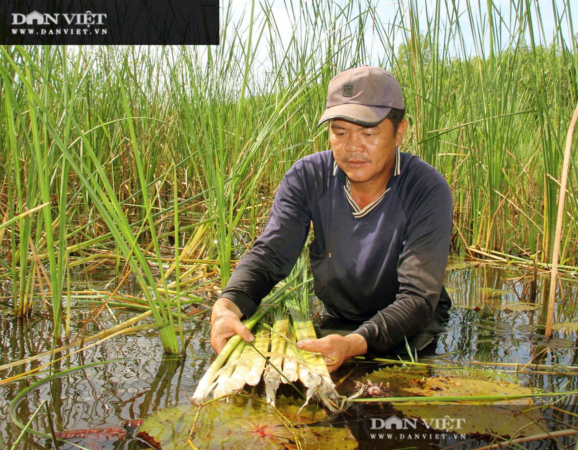Những loại rau mọc hoang xưa chỉ coi là cỏ dại nay thành đặc sản hiên ngang trên bàn tiệc hạng sang ở miền Tây - Ảnh 2.