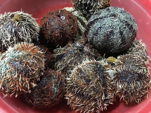 Bình Định nổi tiếng với món đặc sản gai góc, không phải có tiền là mua được - Ảnh 3.