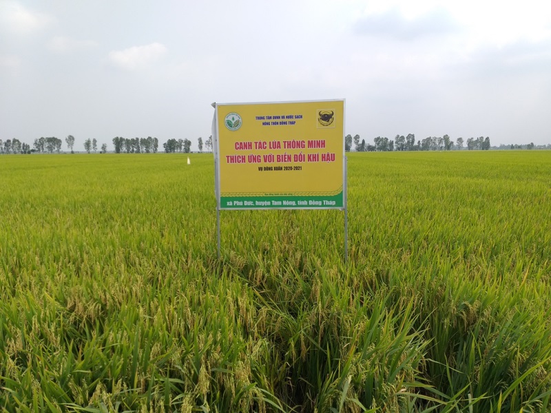 ĐBSCL: Canh tác hiệu quả lúa thông minh trên vùng đất phèn - Ảnh 3.