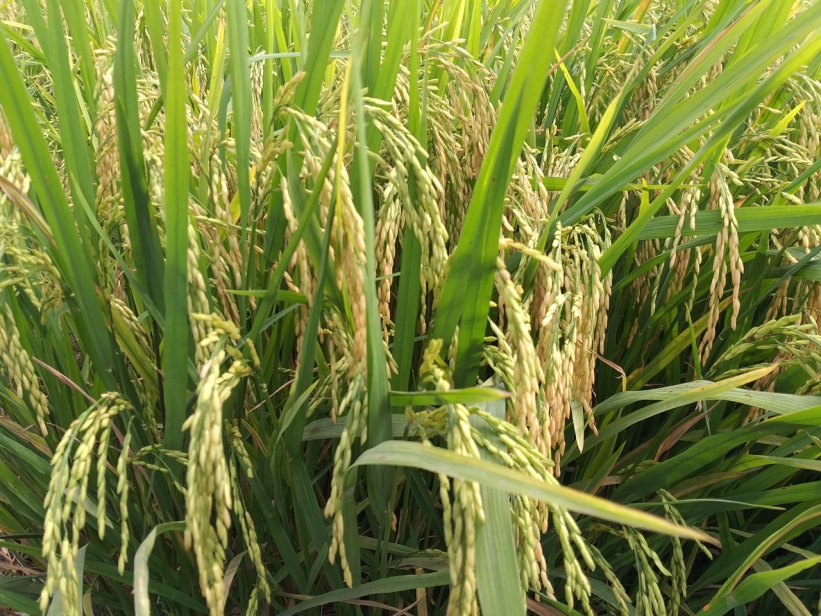 ĐBSCL: Canh tác hiệu quả lúa thông minh trên vùng đất phèn - Ảnh 4.