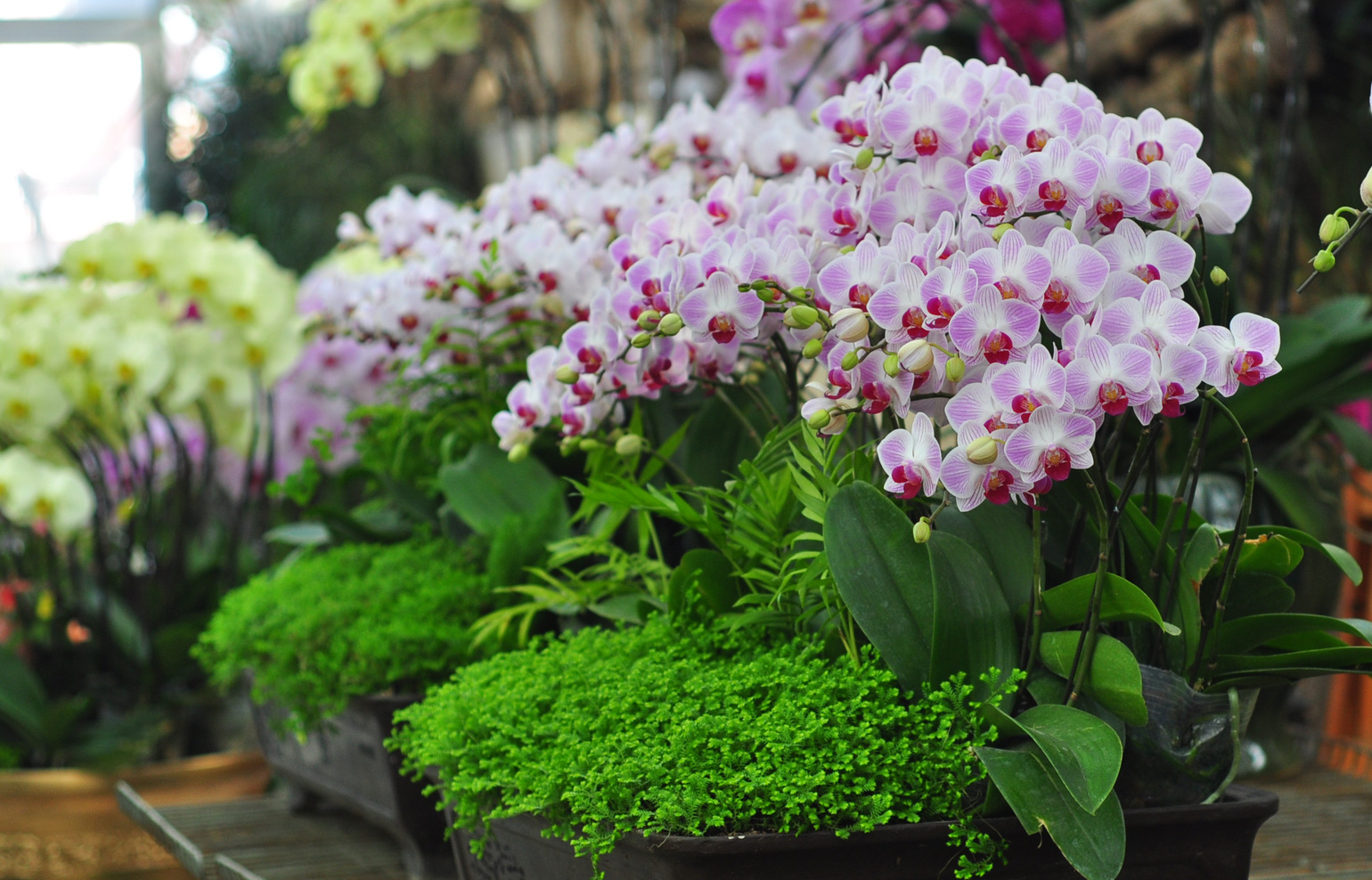 Đà Lạt: Hoa địa lan nở sớm, nhưng người dân còn lo lắng thêm điều này - Ảnh 5.
