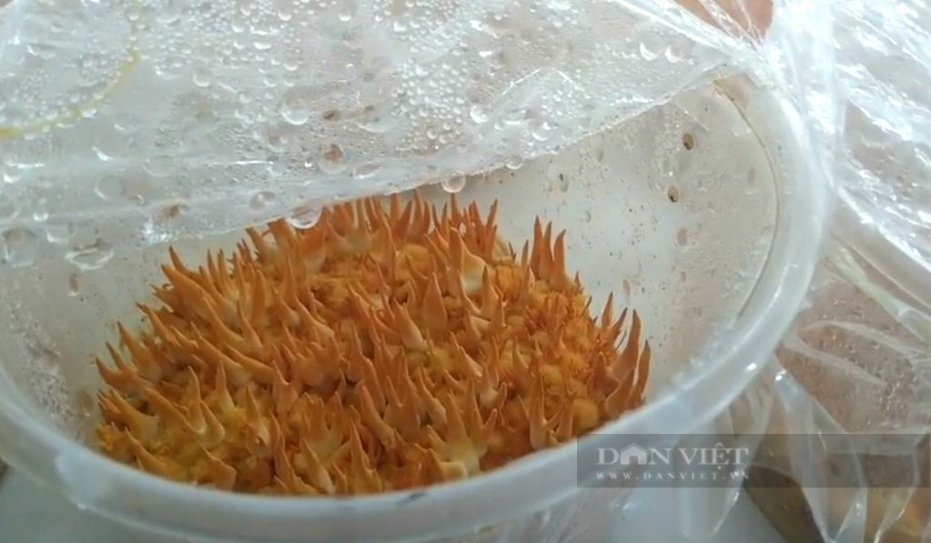 9X Ninh Bình thu tiền tỉ từ sản xuất nấm đông trùng hạ thảo - Ảnh 4.