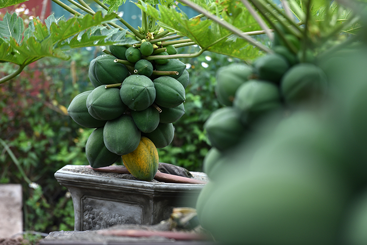Đu đủ bonsai chào đón Tết Nguyên đán - Ảnh 1.