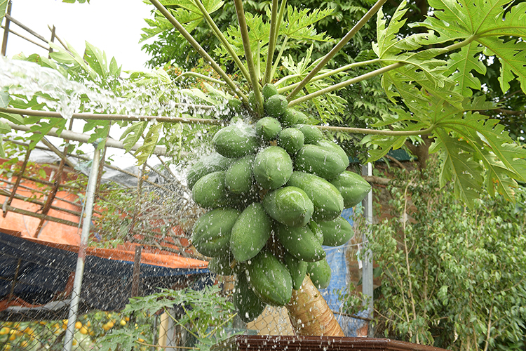 Đu đủ bonsai chào đón Tết Nguyên đán - Ảnh 2.