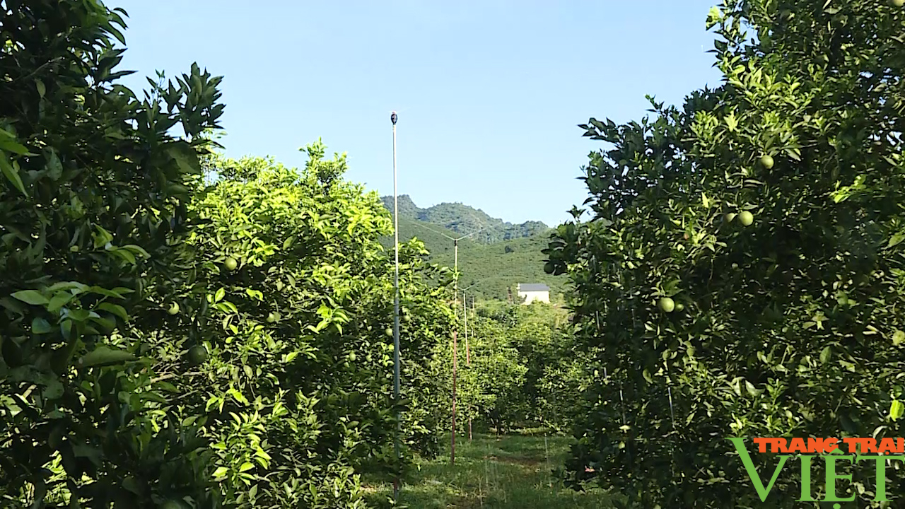 Nông thôn Tây Bắc: Làm giàu nhờ cây ăn quả có múi - Ảnh 4.