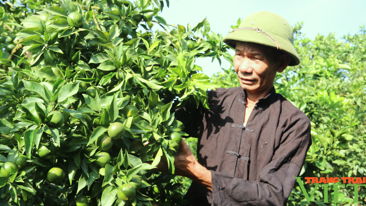 Nông thôn Tây Bắc: Làm giàu nhờ cây ăn quả có múi - Ảnh 1.