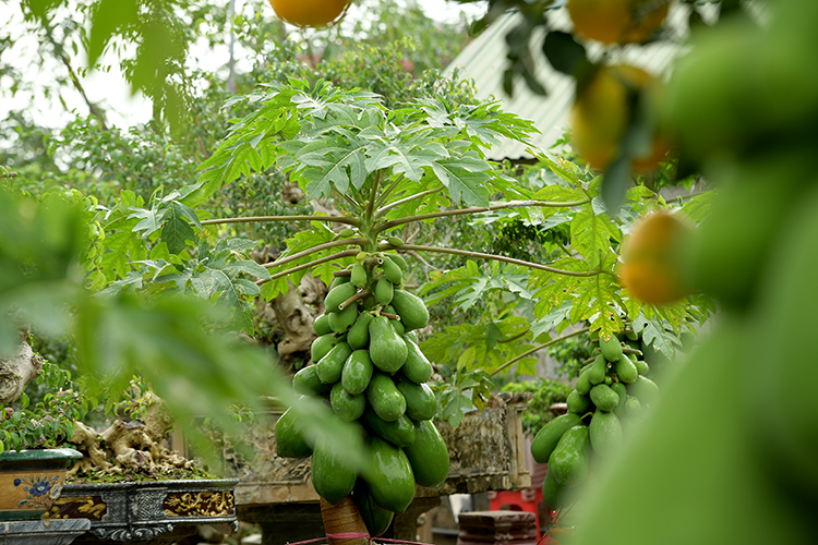 Đu đủ bonsai chào đón Tết Nguyên đán - Ảnh 5.