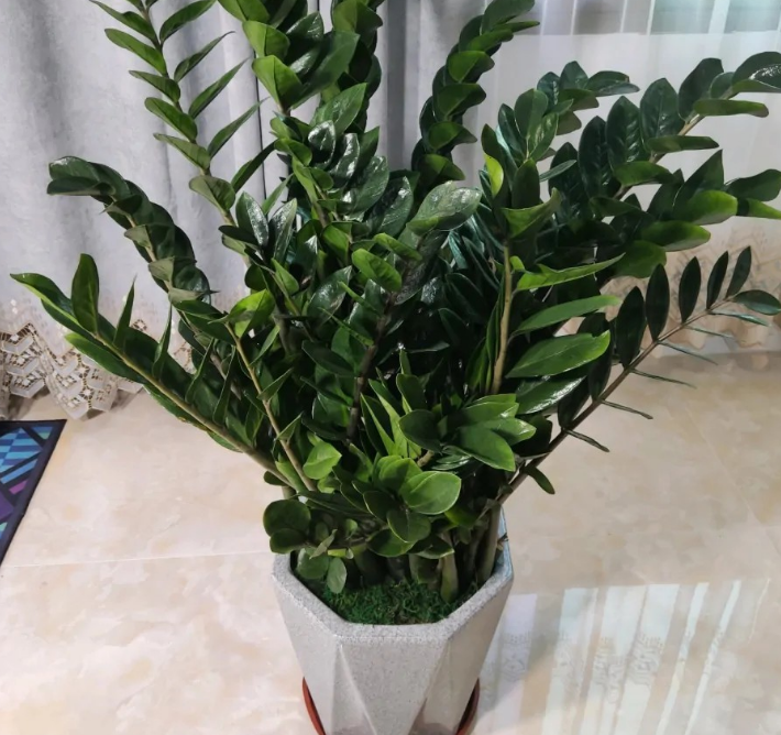 Đặt cây cảnh may mắn này trong phòng khách không chỉ hút tài lộc còn có lợi cho sức khỏe - Ảnh 4.