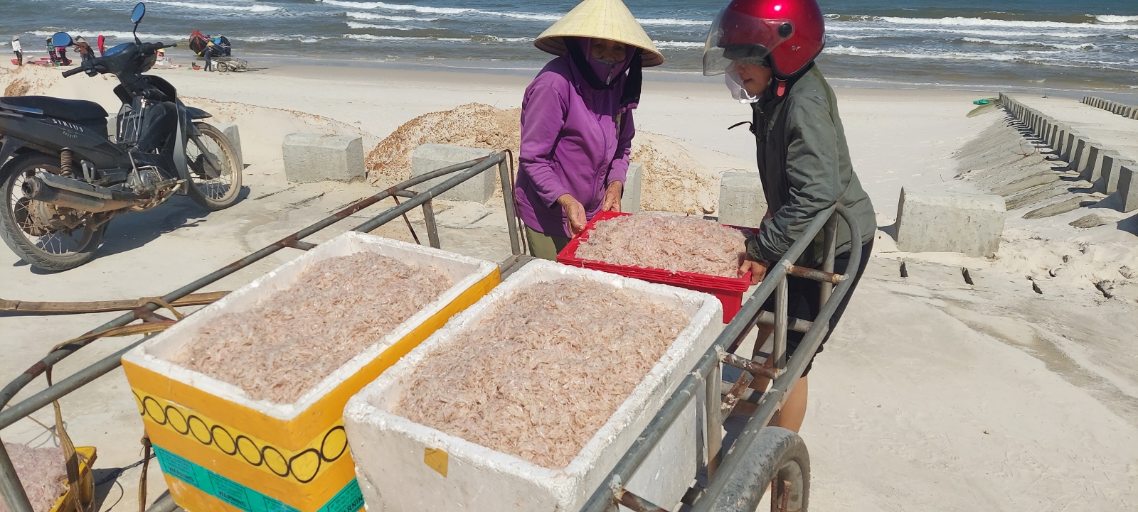 Ngư dân Quảng Bình trúng đậm mùa ruốc - Ảnh 3. Ngư dân Quảng Bình trúng đậm mùa ruốc - Ảnh 3.