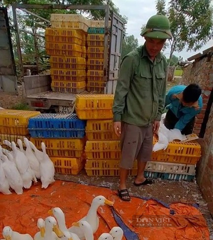 Giá gia cầm hôm nay 11/1: &quot;Cò&quot; gia cầm đủ kiểu &quot;lướt sóng&quot;, giá gà công nghiệp đi ngang - Ảnh 1.
