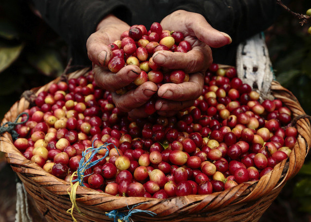 Giá nông sản hôm nay 12/1: Heo hơi duy trì đà tăng; tiêu lao xuống, thủng mốc 80.000 đồng/kg - Ảnh 1.