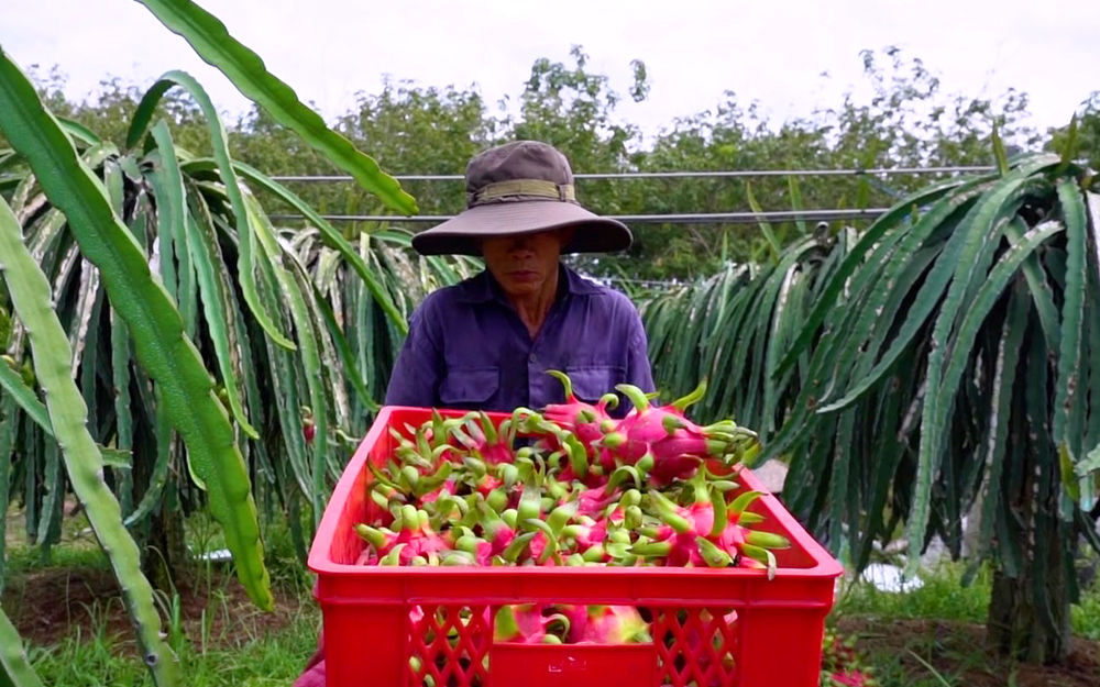 Xuất khẩu thanh long bằng đường biển sang Trung Quốc, nếu không chắc chắn đừng cố tìm mọi cách