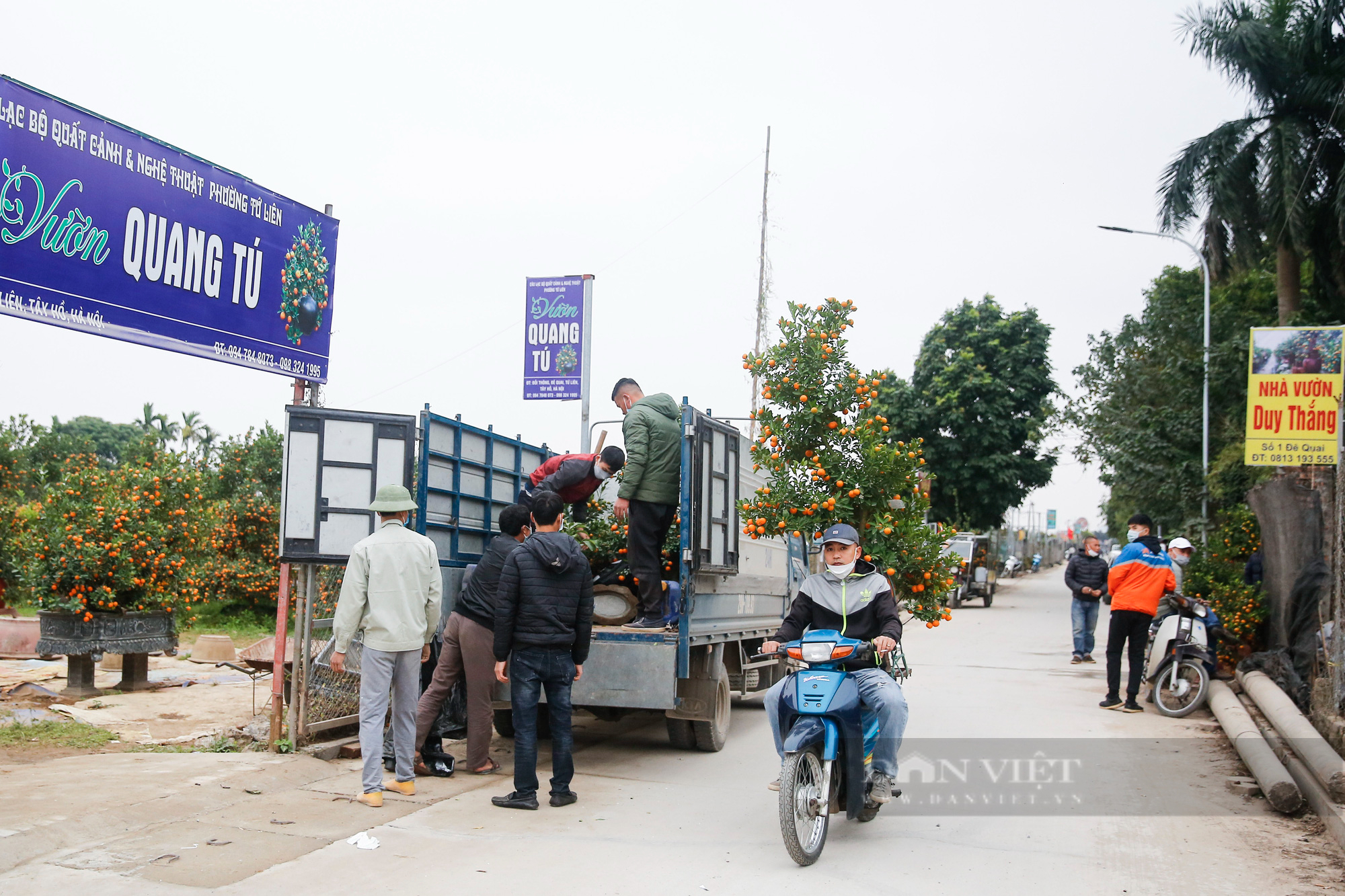 Ô tô tấp nập chở đào Nhật Tân, quất Tứ Liên về nhà đón Tết - Ảnh 1.