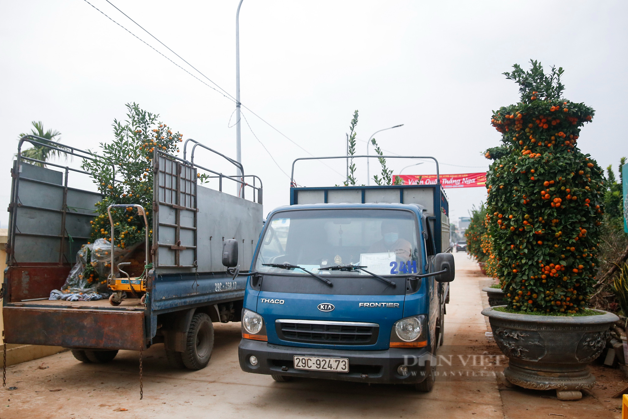 Ô tô tấp nập chở đào Nhật Tân, quất Tứ Liên về nhà đón Tết - Ảnh 5.