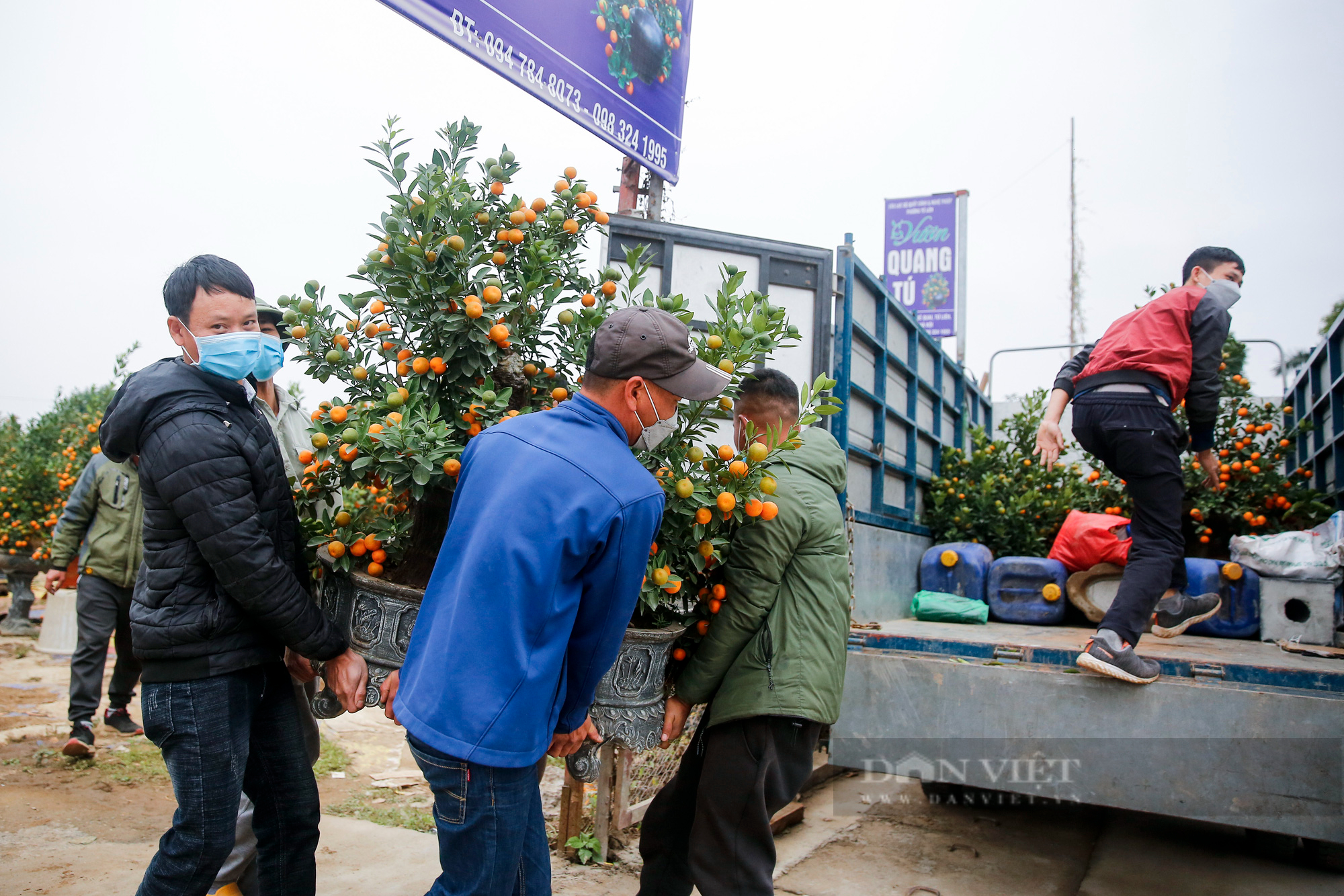 Ô tô tấp nập chở đào Nhật Tân, quất Tứ Liên về nhà đón Tết - Ảnh 9.