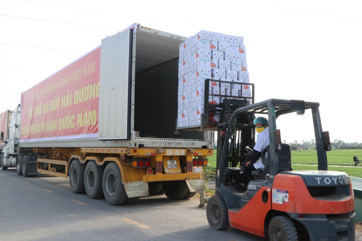Hải Dương xuất khẩu hơn 600 tấn cà rốt sang Hàn Quốc - Ảnh 1. Hải Dương xuất khẩu hơn 600 tấn cà rốt sang Hàn Quốc - Ảnh 1.