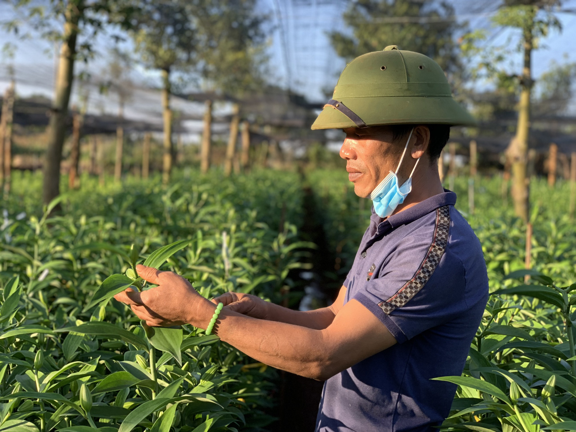 Đắk Lắk: Trồng hoa ly bằng củ tái, giá thành giảm gần một nửa - Ảnh 2.