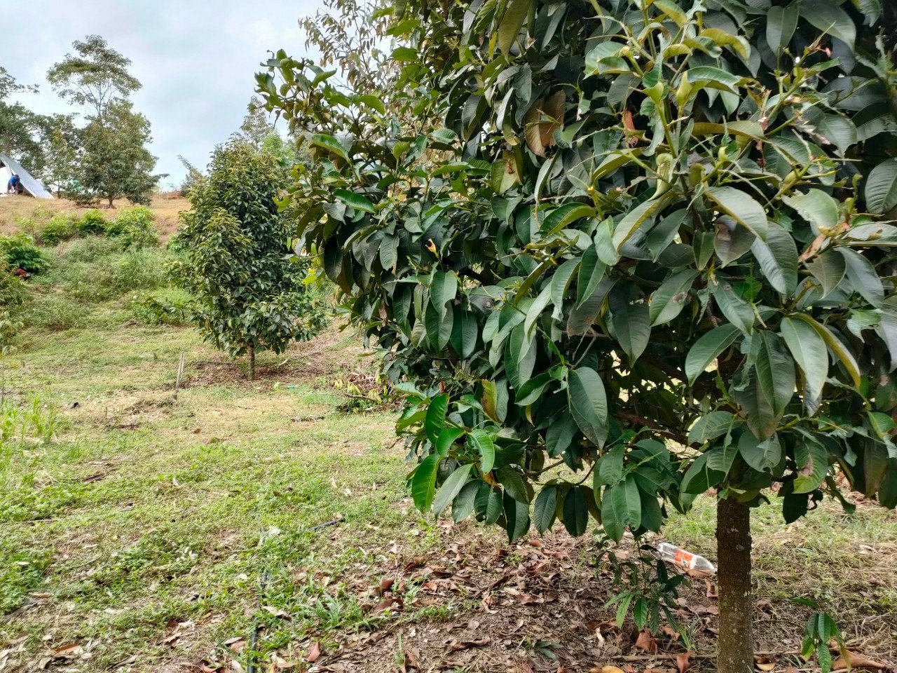 Lâm Đồng: Người dân thu gom lá măng cụt bán cho thương lái giá từ 20-25 ngàn đồng/kg - Ảnh 3.
