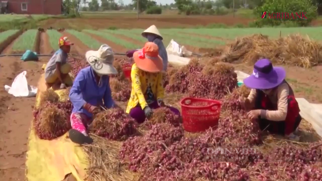 Tiền Giang: Củ hành tím vụ Tết giá cao kỷ lục - Ảnh 1.