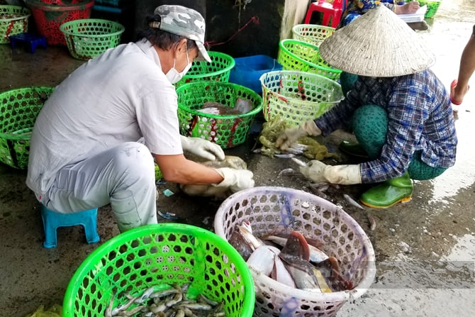 Cảng cá Đồng Hòa, nơi người dân mua cá không cần hỏi giá, dân phượt sành điệu cũng ít biết chốn này- Ảnh 10.