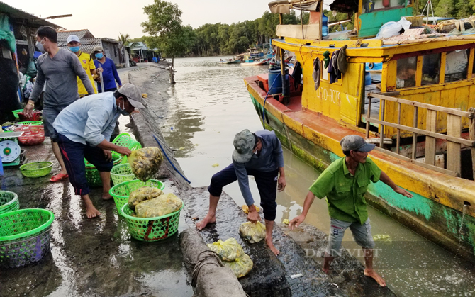 Cảng cá Đồng Hòa, nơi người dân mua cá không cần hỏi giá, dân phượt sành điệu cũng ít biết chốn này- Ảnh 4.
