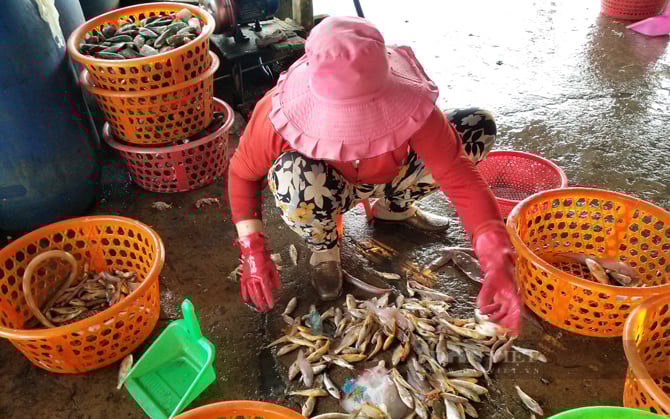 Cảng cá Đồng Hòa, nơi người dân mua cá không cần hỏi giá, dân phượt sành điệu cũng ít biết chốn này- Ảnh 6.