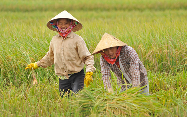 Quy định mới về chứng nhận chủng loại gạo thơm xuất khẩu sang EU cần chú ý nhất - Ảnh 2.