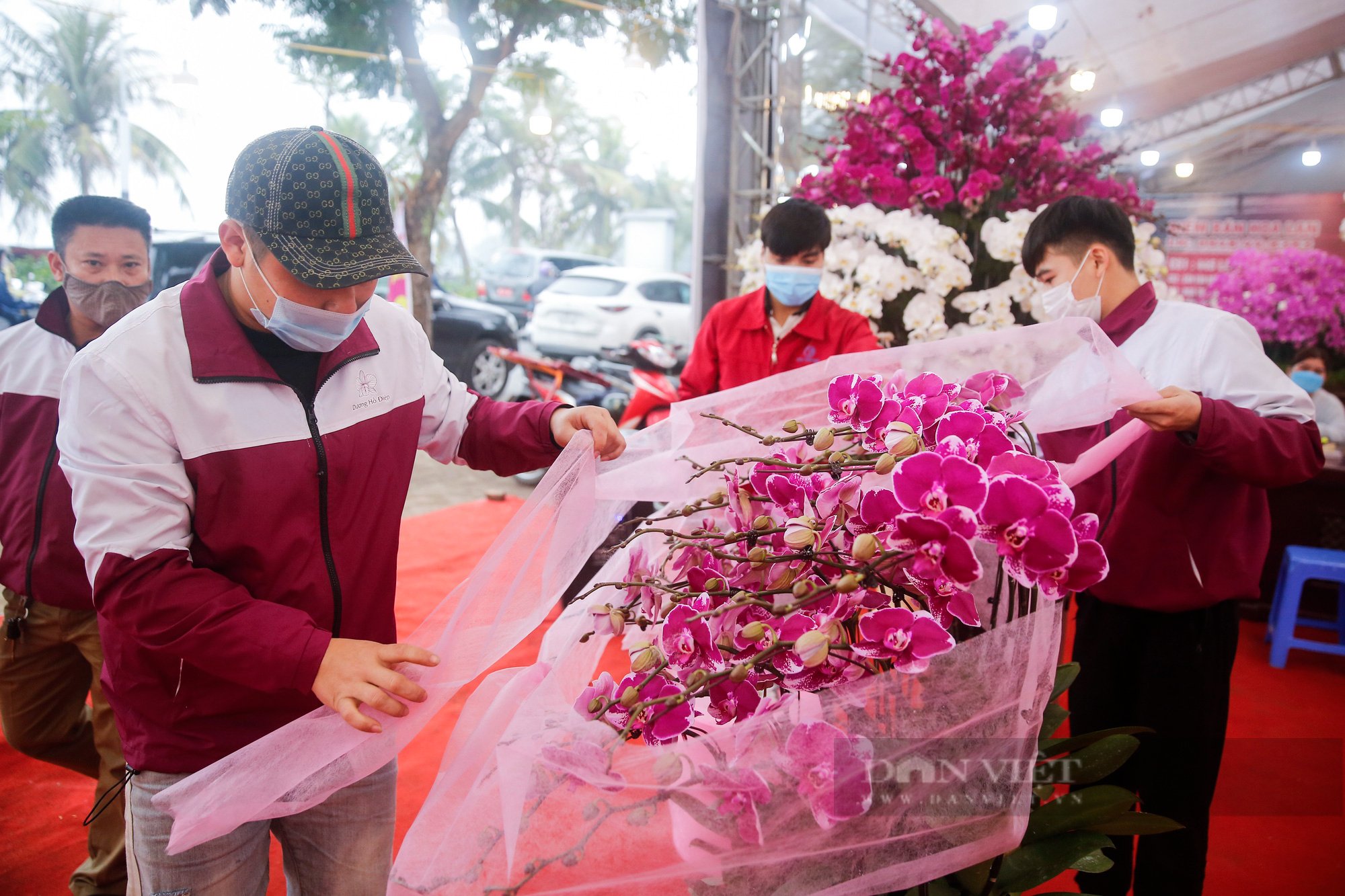 &quot;Nữ hoàng&quot; của các loài hoa mang vẻ đẹp cao quý khoe sắc tại Hà Nội - Ảnh 11.